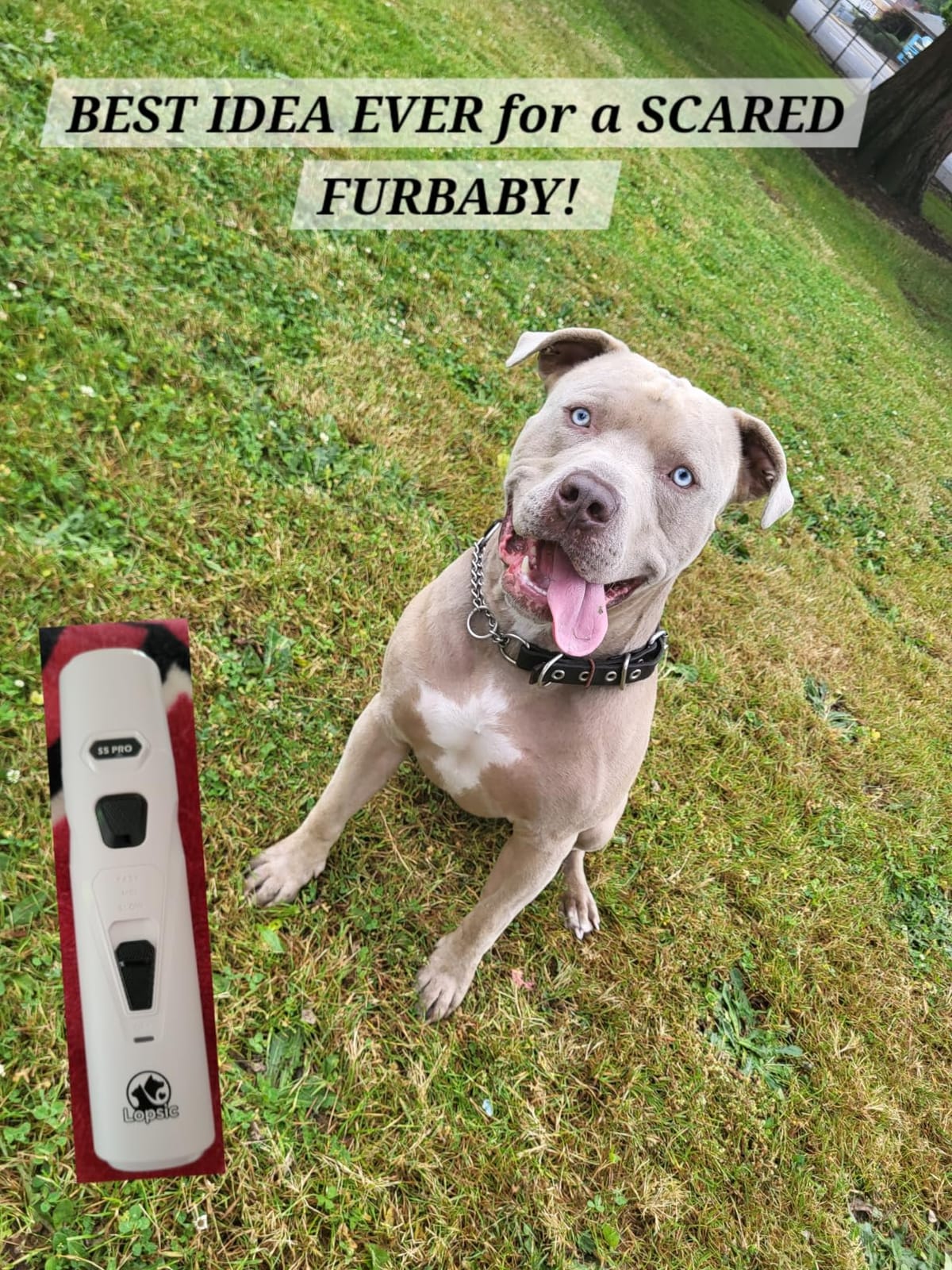 Whisper Quiet Dog Nail Grinder Safe & Stress-Free for Sensitive Dogs Cats customer photo 2