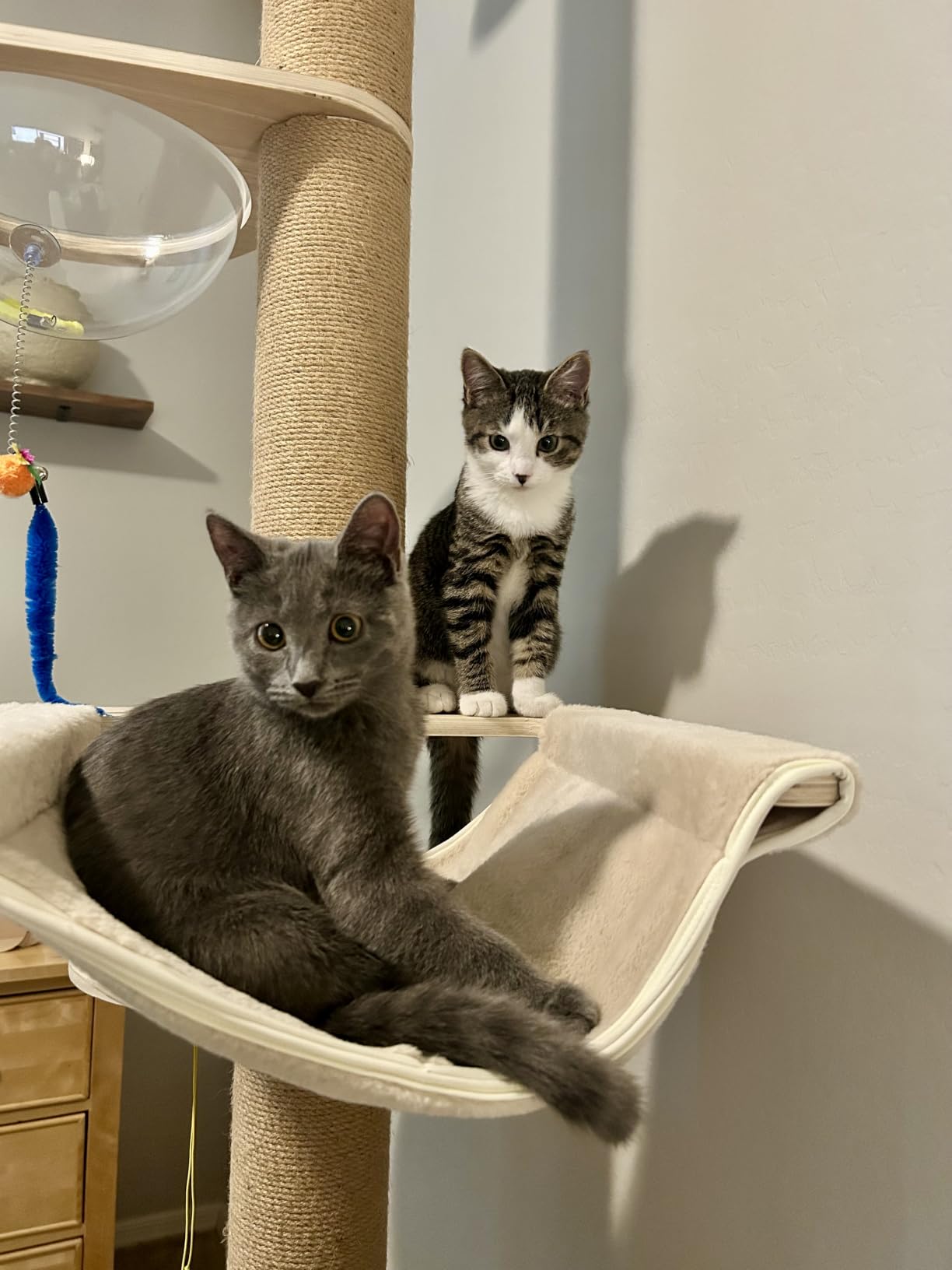 Floor-to-Ceiling Cat Tree with Natural Sisal Rope Scratching Post - Adjustable Height (55-119 Inches) - Modern Cat Activity Tree, Cat Scratcher Post customer photo 2