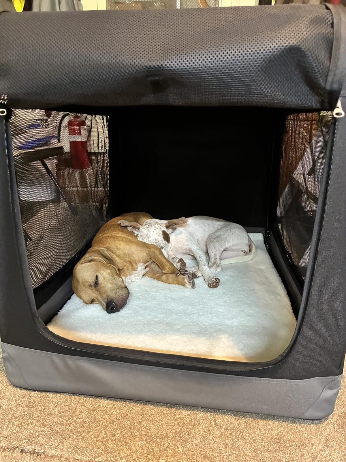 Feandrea Collapsible Soft Dog Crate, Portable Travel Carrier, 24 Inches customer photo 2