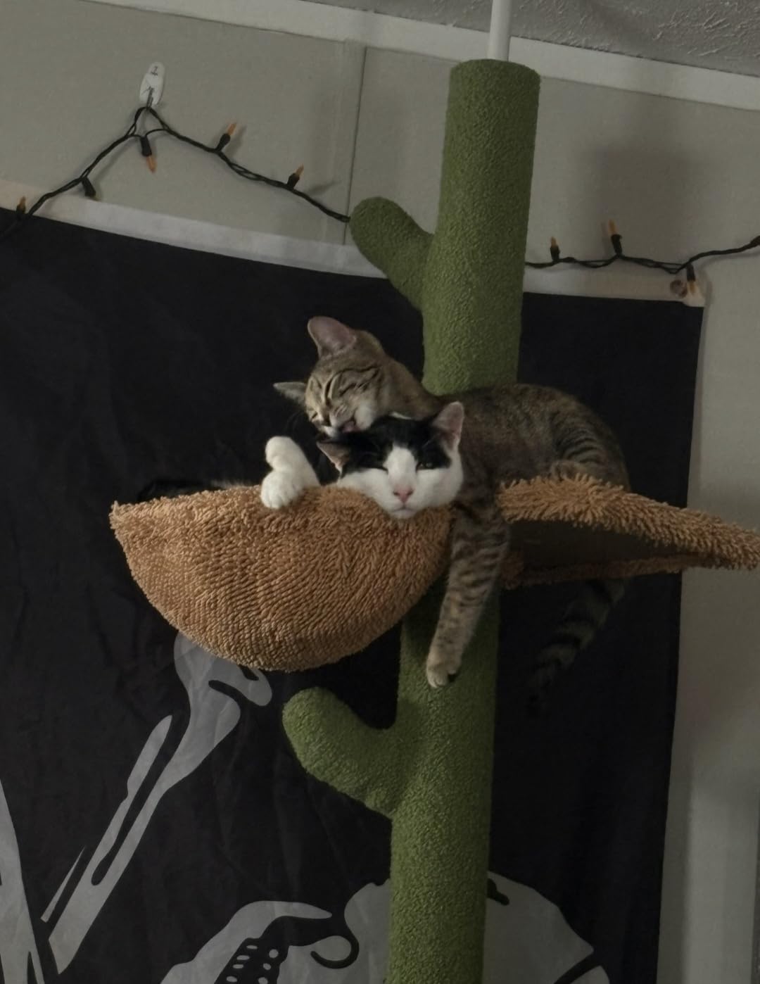 PAWZ Road Cactus Floor-to-Ceiling Cat Tree 5-Tier Cat Tower with Hammock customer photo 1