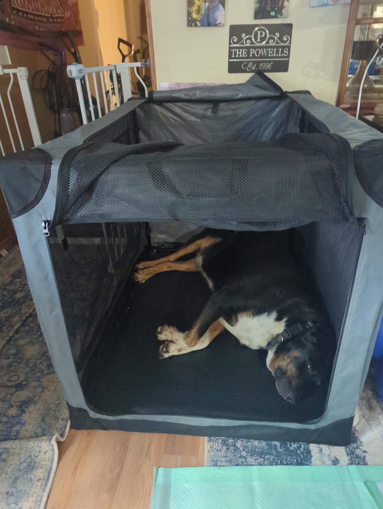 Garnpet Soft Dog Crate for Small Dogs, 4-Door Foldable Collapsible Dog Crate with Soft Sides, Indoor & Outdoor Travel Dog Kennel customer photo 1
