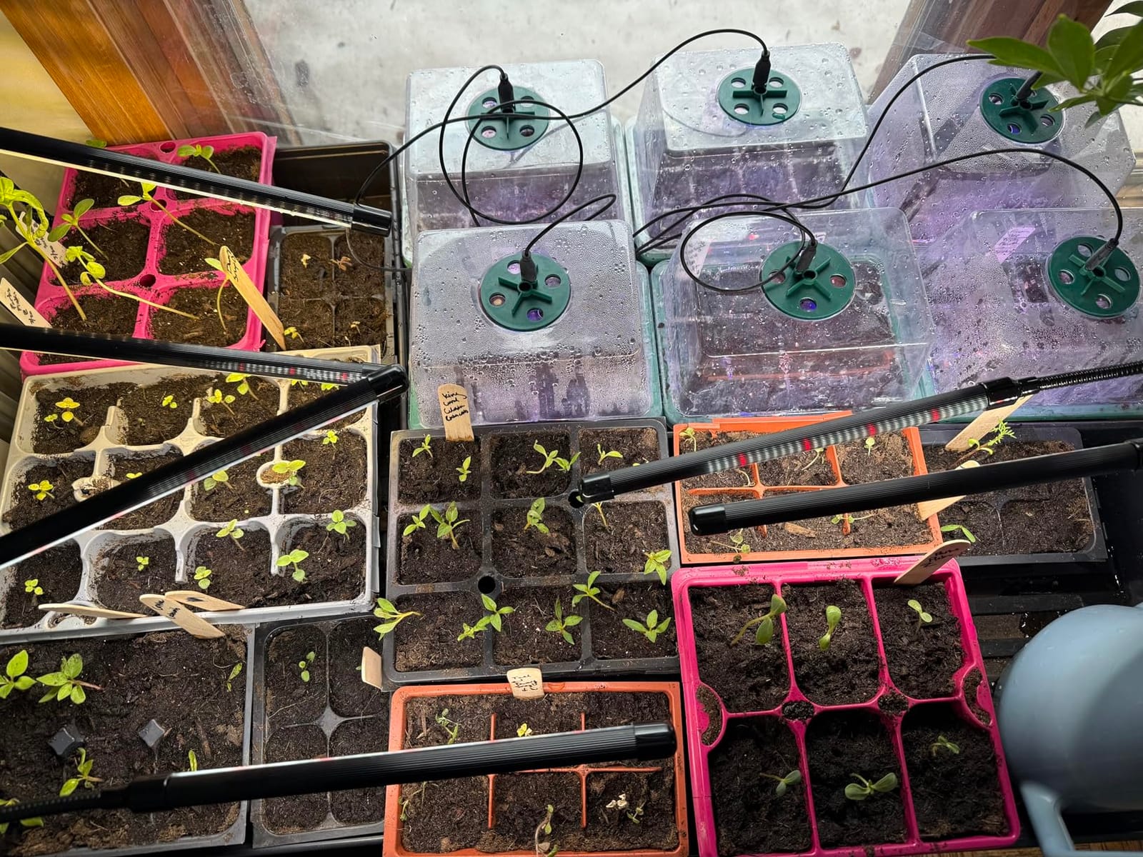 Seed Starter Trays with Grow Lights and Heat Mat, 72 Cells Seed Starter Kit with Lights, 3 Lighting Mode, 4 Timing Set, Germination Kit for Seed Starting Trays with High Humidity Control Domes customer photo 2