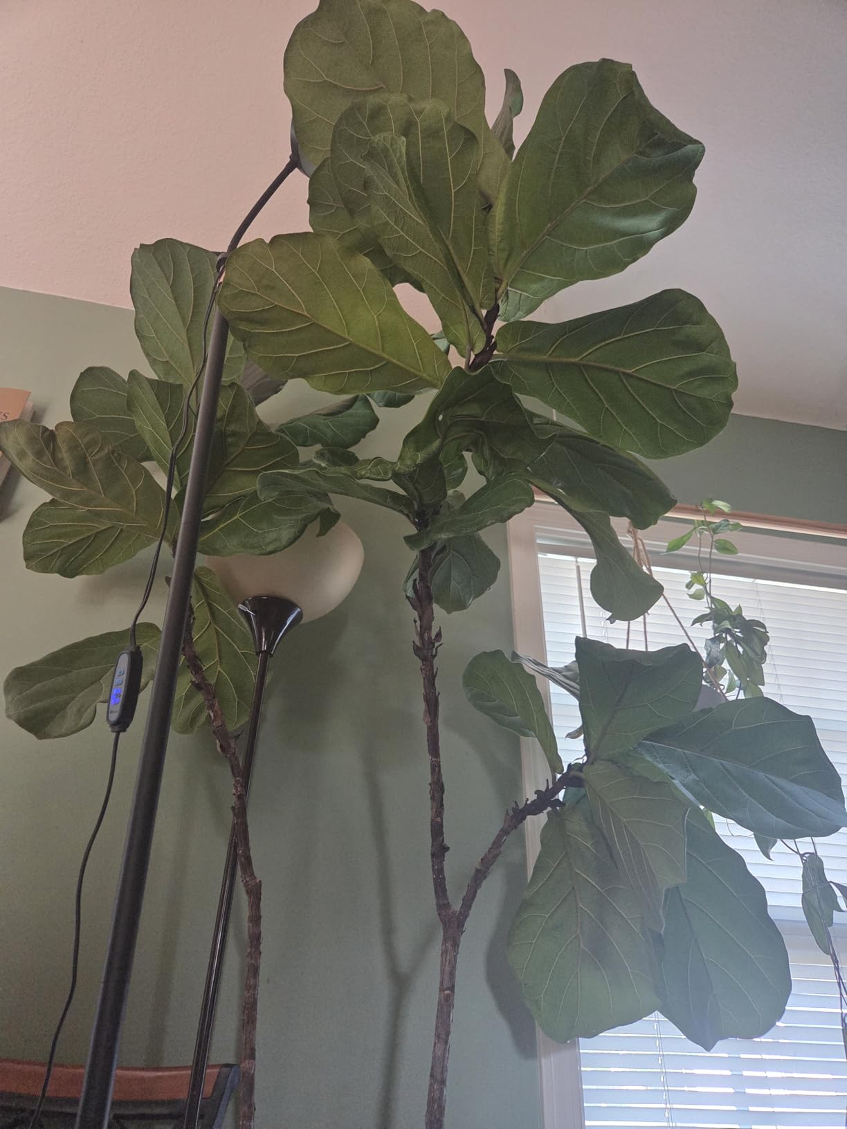 Aumtrly Floor Grow Light Full Spectrum with 68
