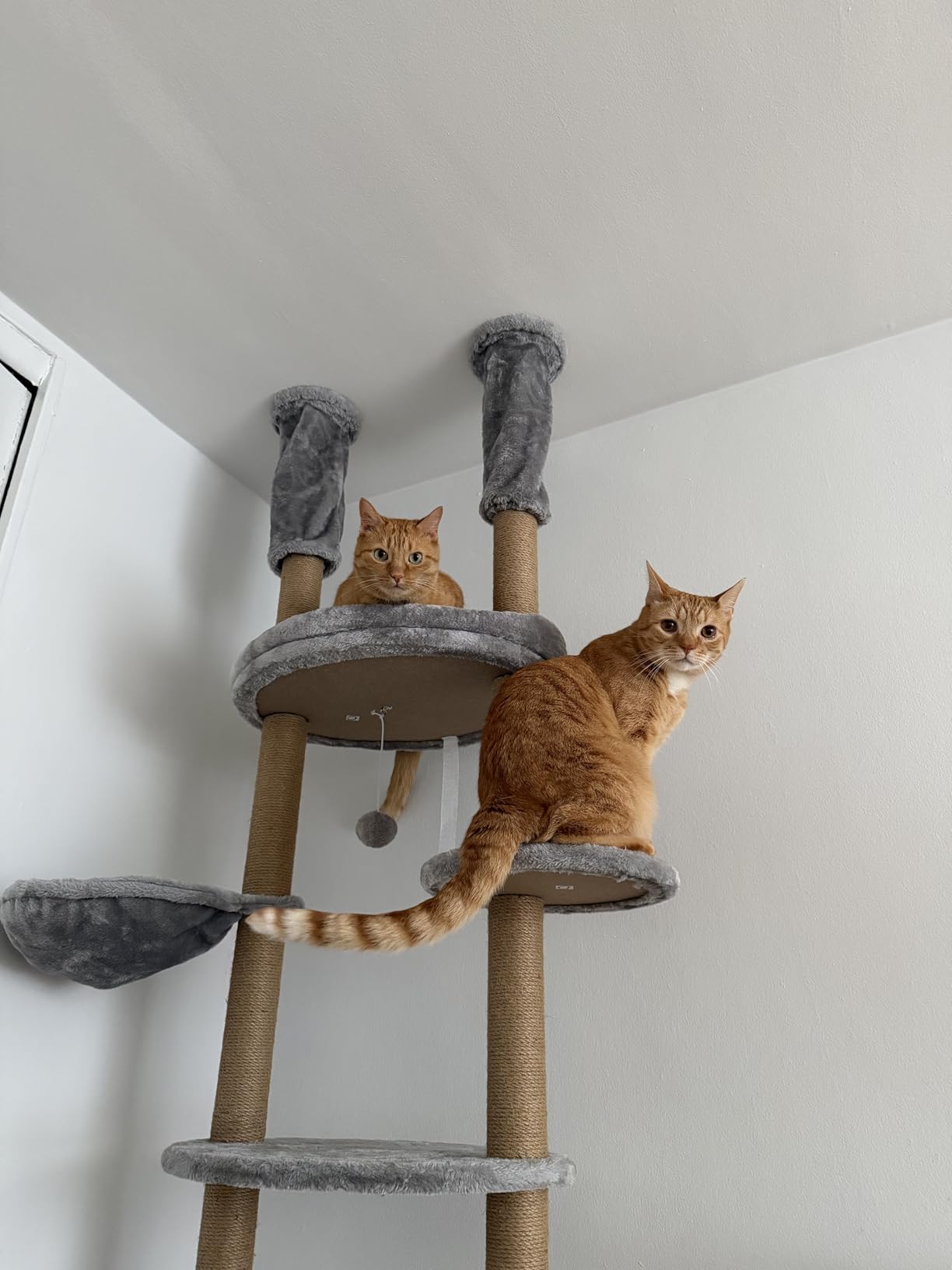 Cat Tree, Floor to Ceiling Cat Tower Adjustable Height[92-102 Inches=234-258cm], 7 Tiers Cat Climbing Tree with Hammock, Platforms and Fully Sisal Scratching Posts for Indoor Cats, Beige customer photo 2