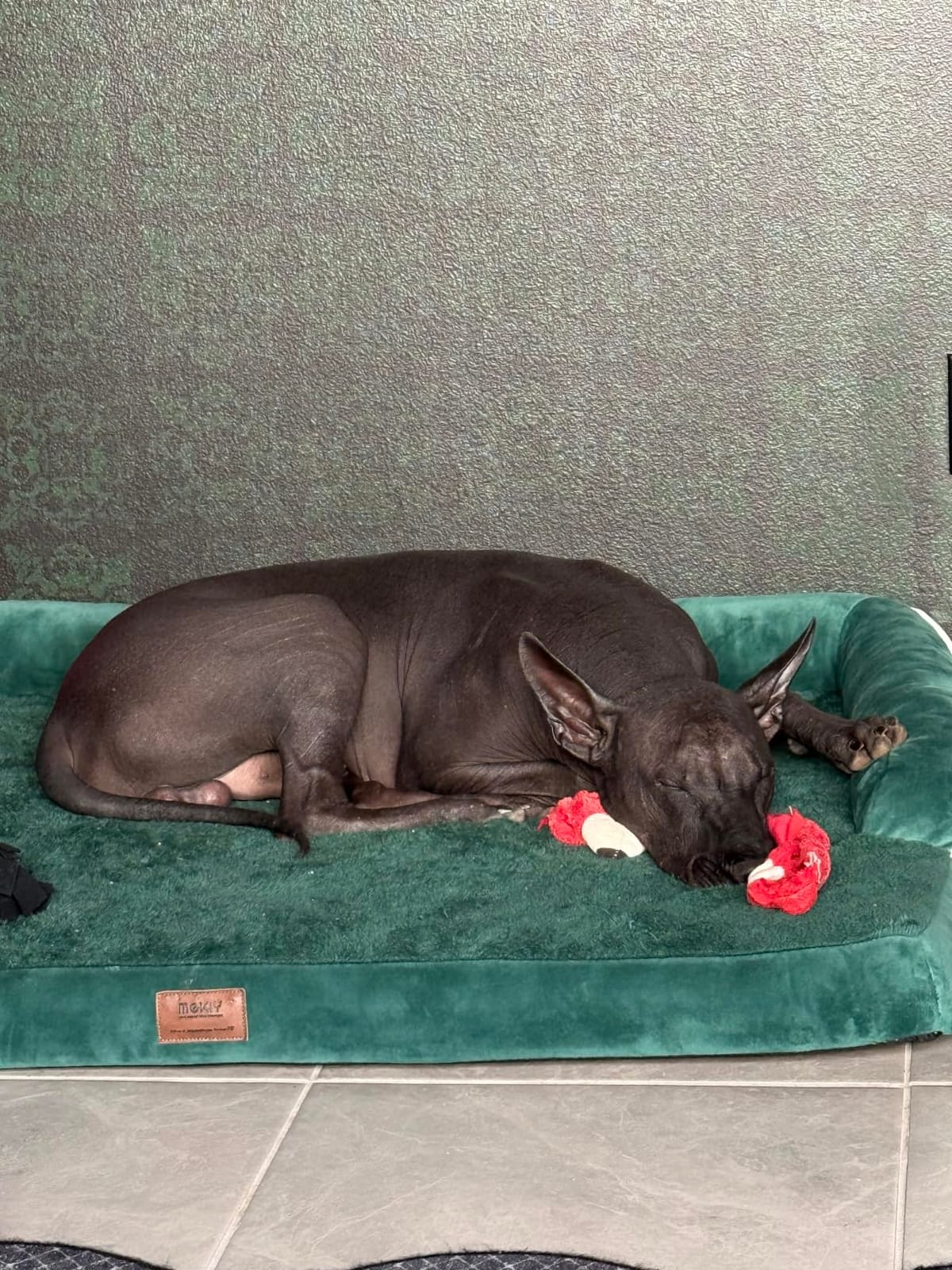MEKIY Orthopedic Washable Dog Bed with Bolster for Medium to Large Dogs customer photo 2