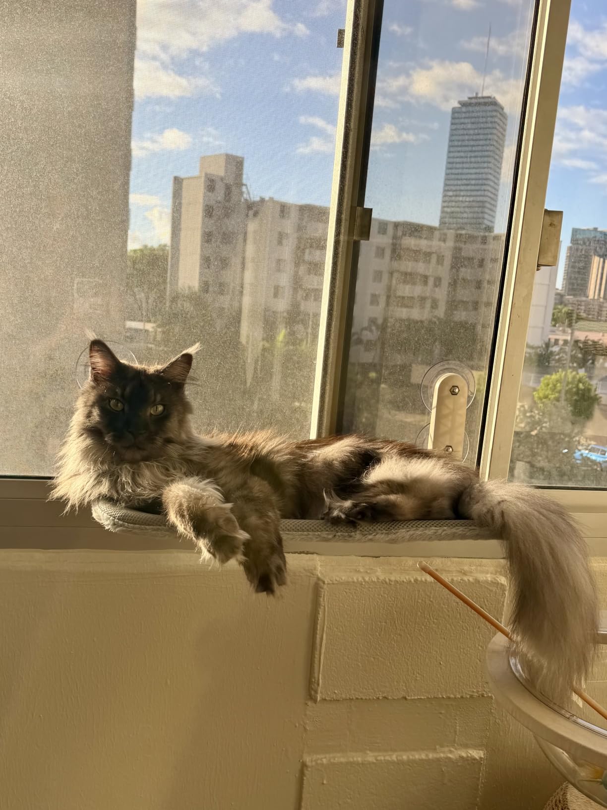 Zoratoo 2PC Cat Window Perch, Foldable & Cordless with Metal Frame, M Gray customer photo 1