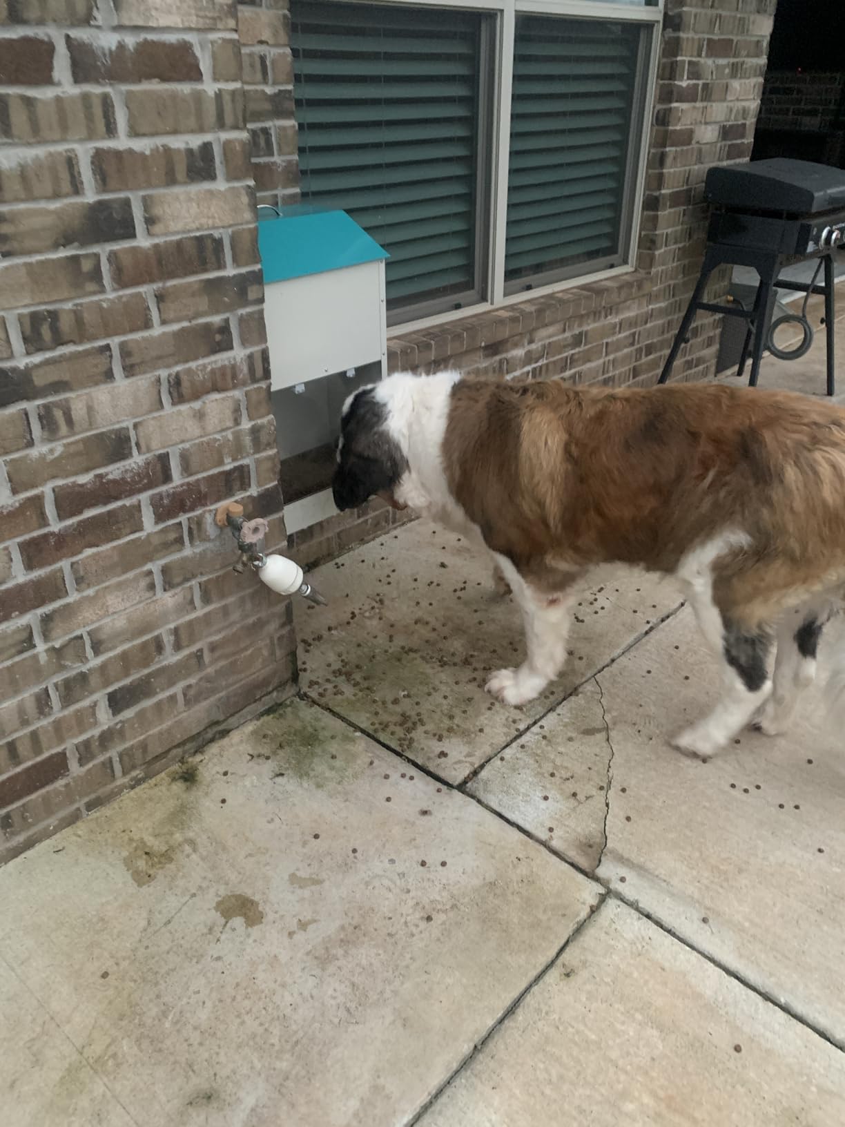 50 Lbs Automatic Dog Feeder for Large Dogs, Dog Food Dispenser customer photo 1