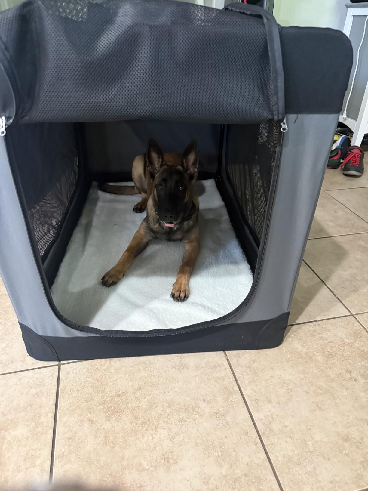 Feandrea Collapsible Dog Crate, Portable Oxford Fabric Pet Carrier, 36-Inch customer photo 1