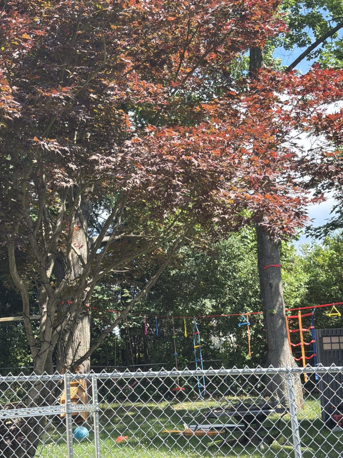 Ninja Warrior Obstacle Course for Kids 56ft Slackline with 11 Accessories customer photo 2