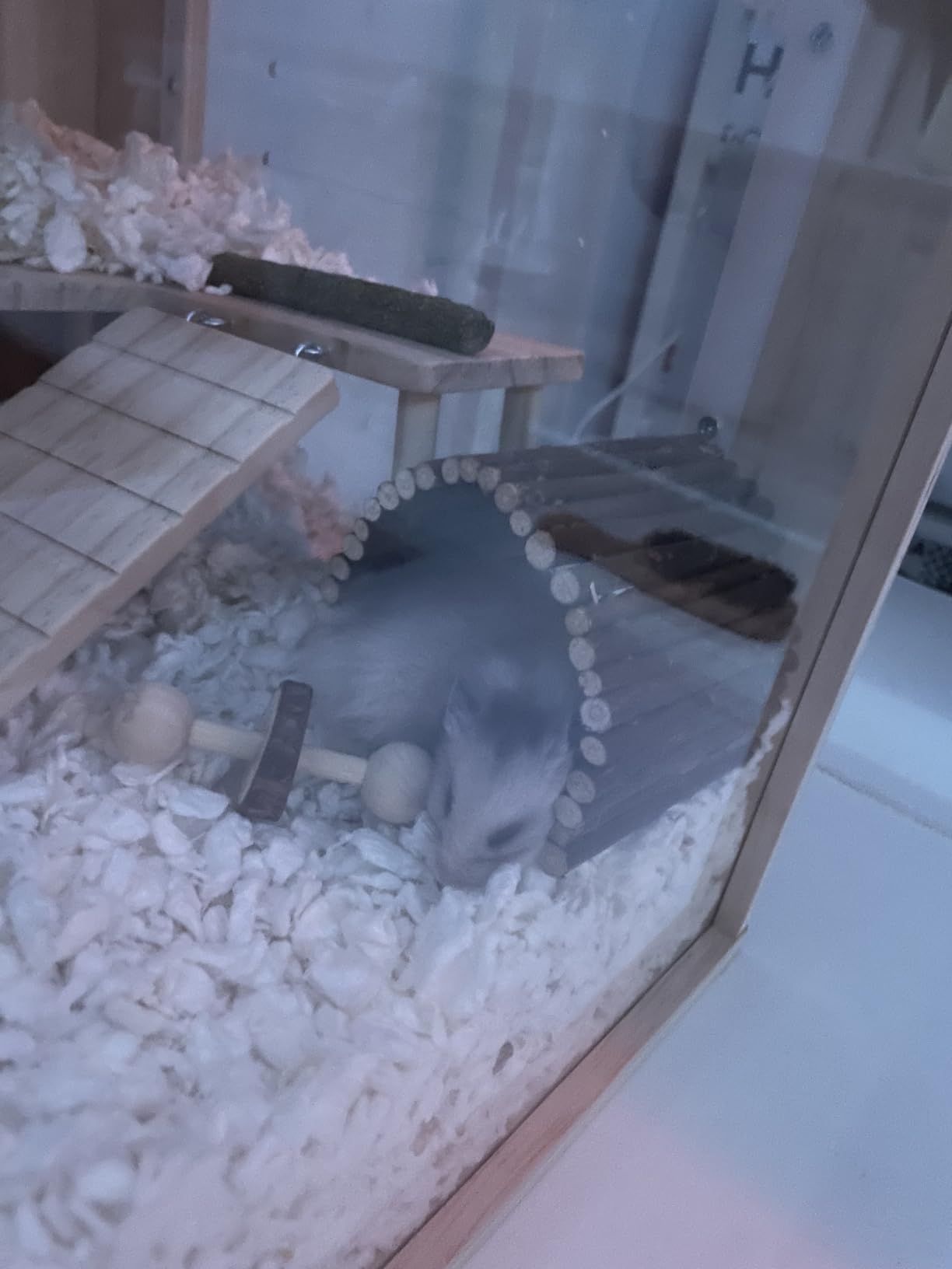 Wooden Hamster Cage - 24 inch Guinea Pig Cage Clear Small Animal cage with Open top Hamster Habitat Wooden Frame with Acrylic Panel customer photo 1