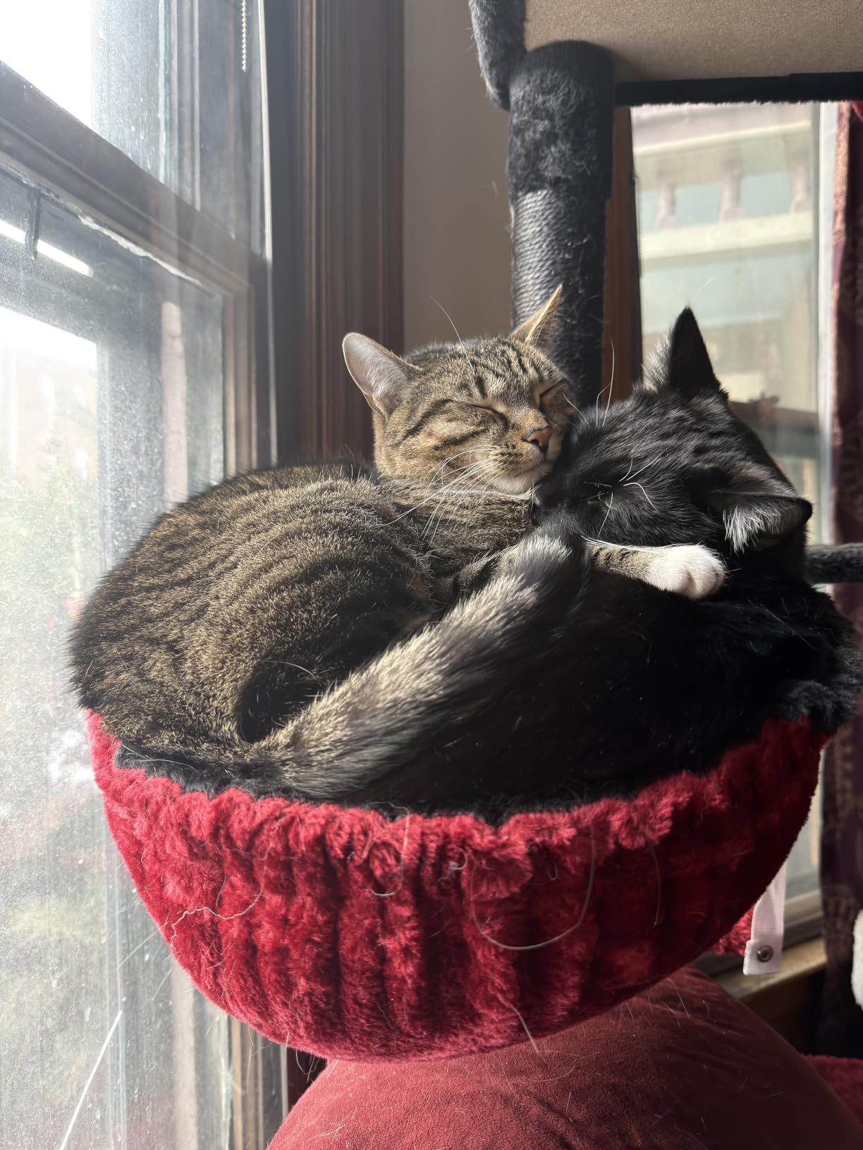 Hey-brother Cat Tree Tower, Adjustable Height, Floor to Ceiling, MPJ091W customer photo 1