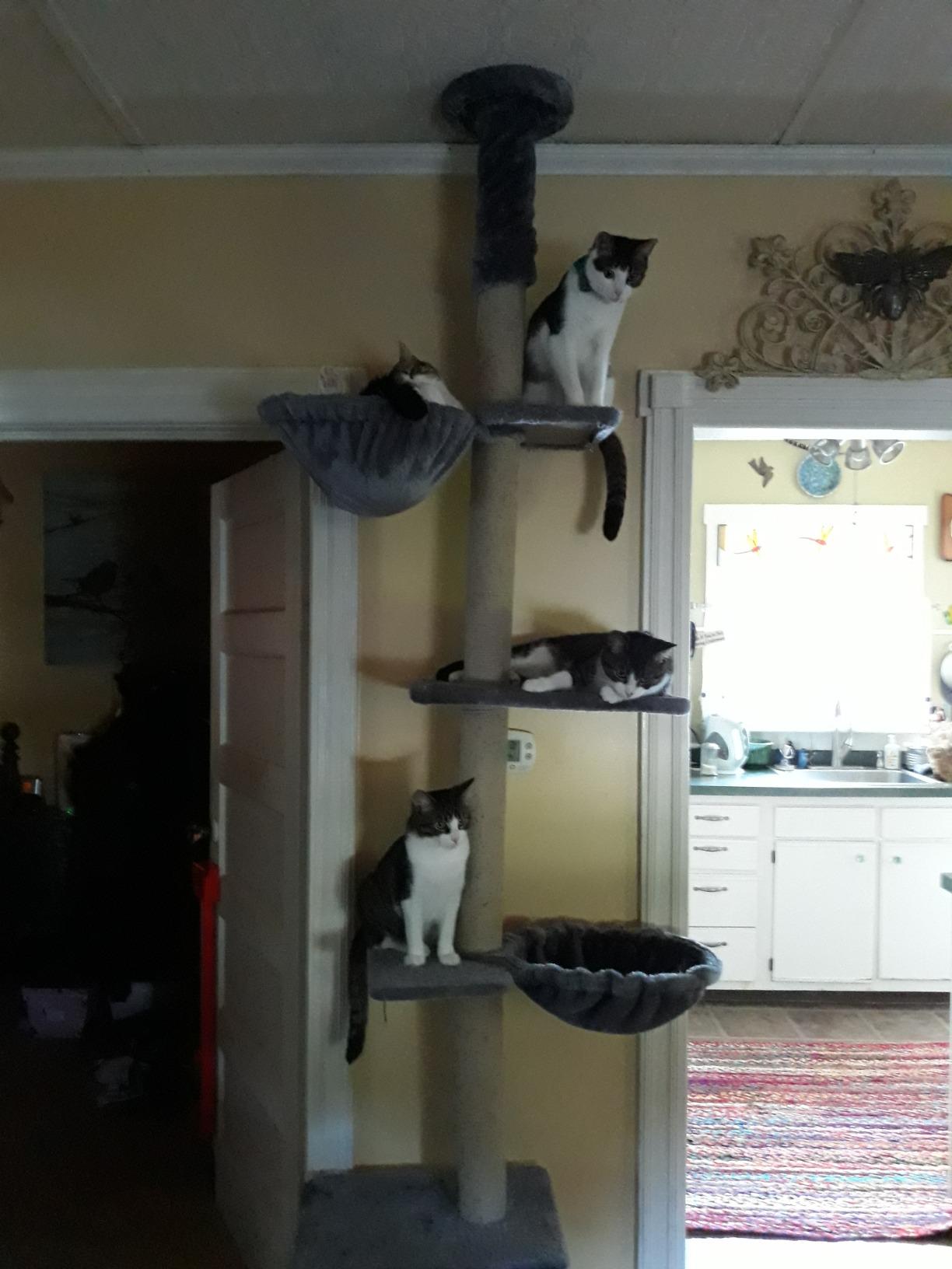 ROYPET Adjustable Tall Cat Climbing Tree, Floor-to-Ceiling Cat Climber Toy with Hanging Hammock and Scratching Posts, Grey customer photo 2