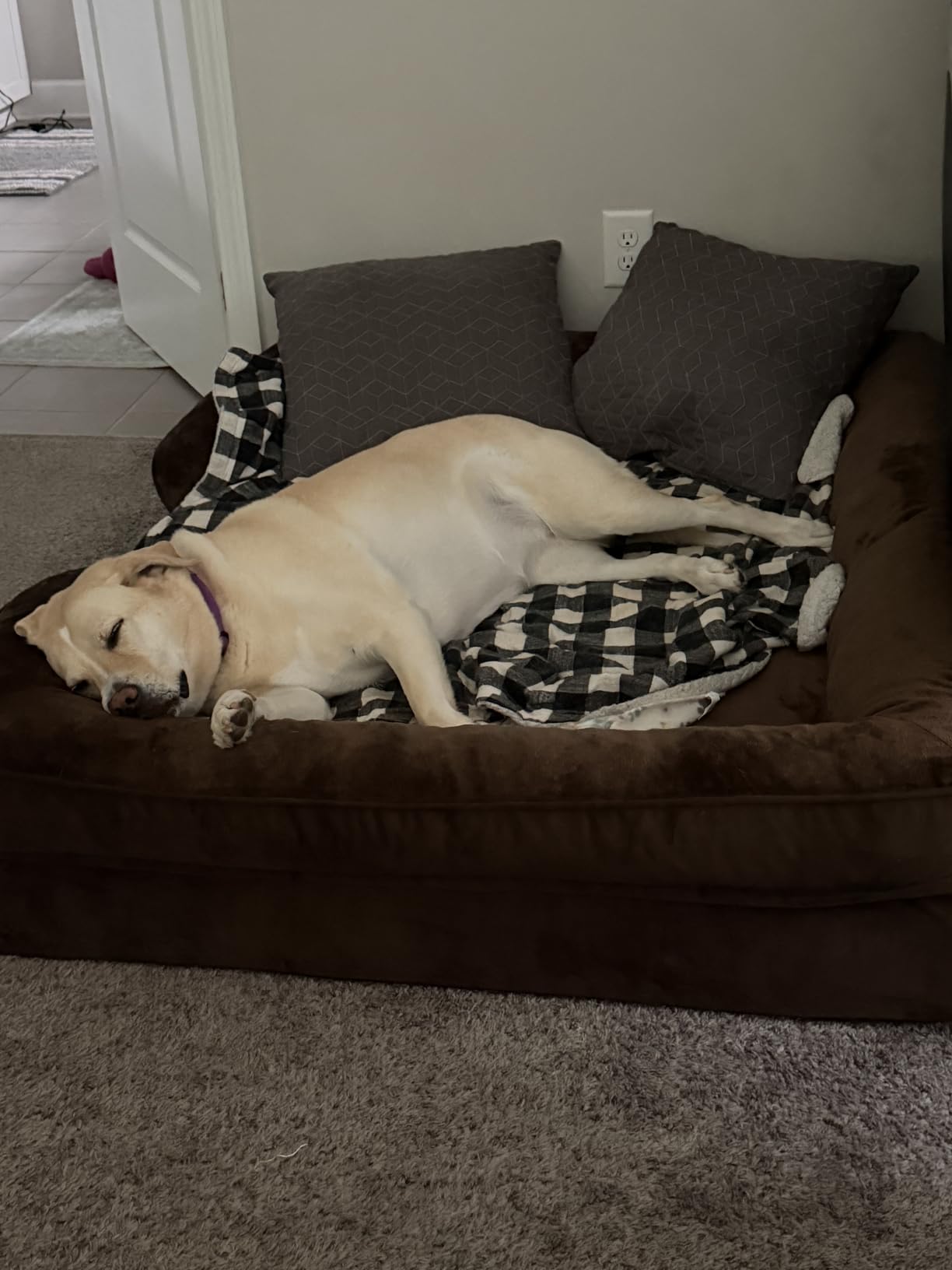 NOAH & PAW XXL Dog Bed, Orthopedic Memory Cooling Foam (2X Base) 55x45x11in customer photo 2