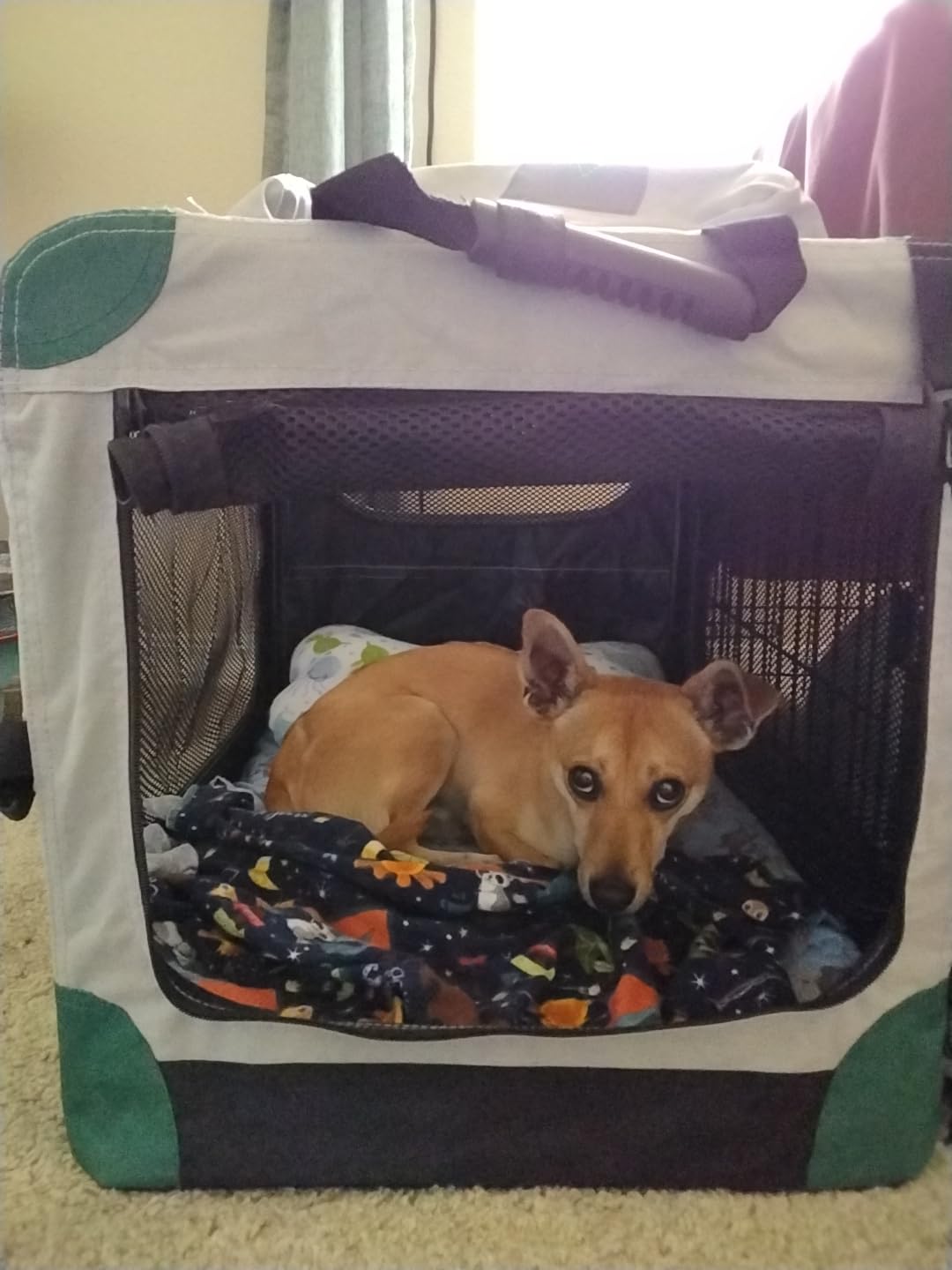 Gardner Pet Soft Collapsible Dog Crate - 26 Inch Portable Travel Dog Crate for Puppy/Small Dogs Indoor & Outdoor, 3-Door Pet Crate with Durable Mesh Windows & Storage Bag, Blue customer photo 2