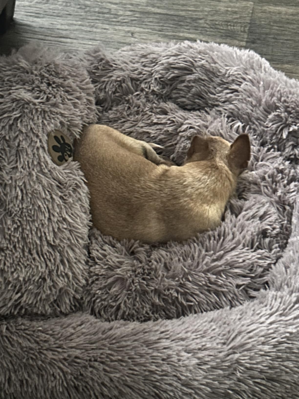 PetJett Calming Medium Dog Bed - 30'' Round Dog Beds - Washable Dog Bed - Anti-Slip Super Soft Fluffy Plush Donut Bed, Anti-Anxiety Premium Comfort Pet Bed, Fits Dogs up to 45 lbs - Beige customer photo 2