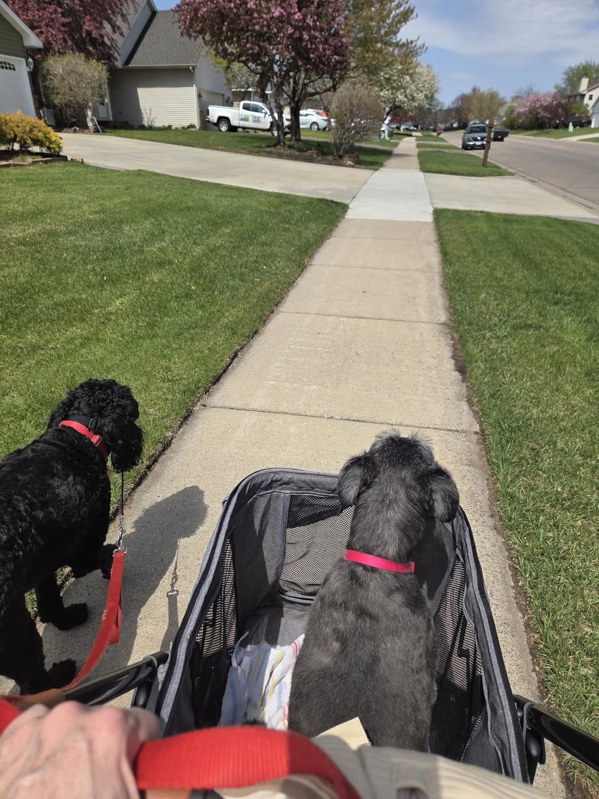 Medium Dog Stroller, Dual Entry One-Touch Folding,Small and Medium Pet Stroller,360° Rotating Front Wheels,80 lbs Weight Capacity for Outdoor Travel and Elderly Dogs - Green customer photo 2