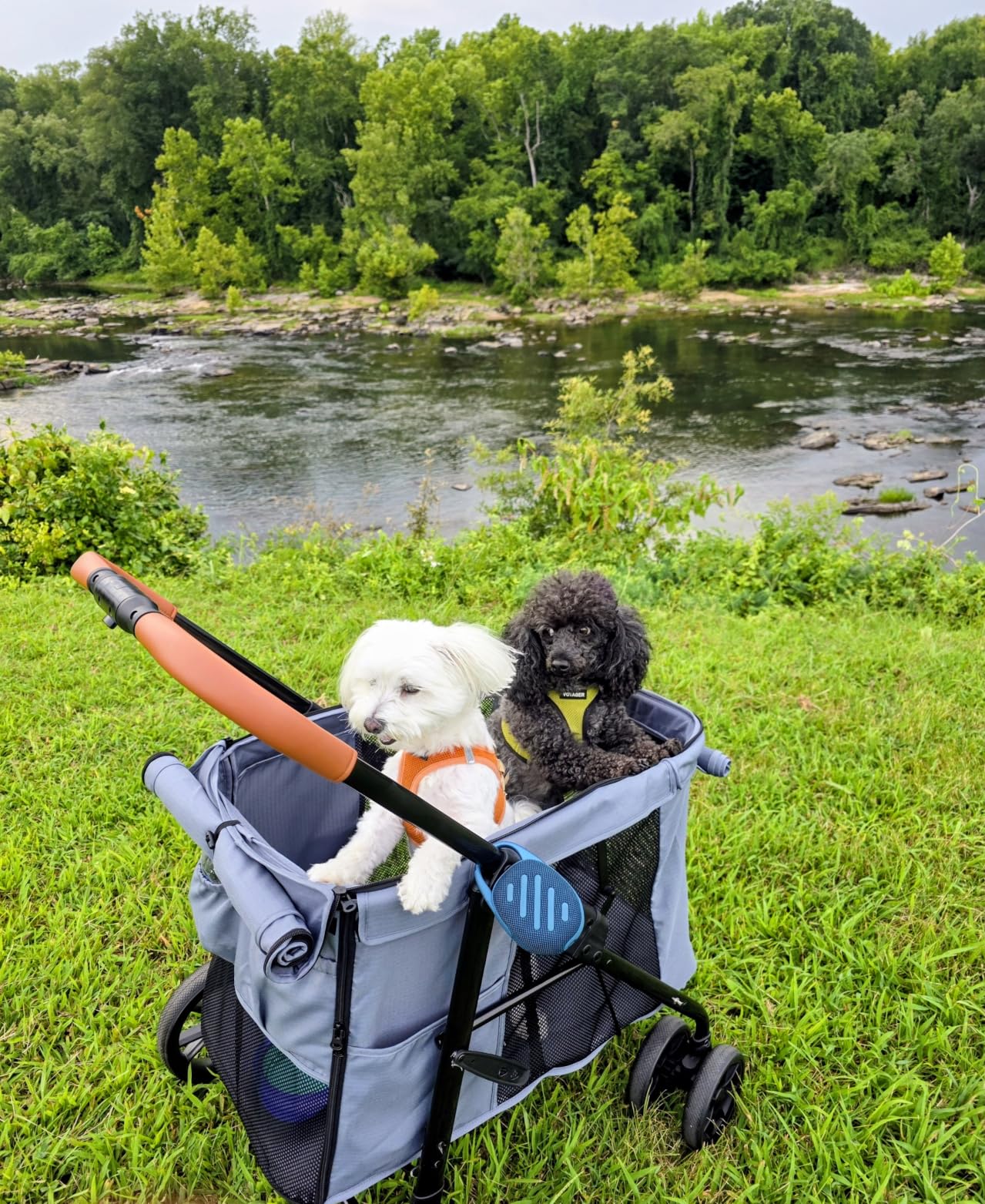 CANINE CANYON Scout Pet Stroller, Heavy Duty Dog Stroller for Large & Medium Dogs, Foldable Pet Stroller for 2 Small Dogs with All-Terrain Wheels, Storage Pocket & Cup Holder, 55 lbs Capacity, Black customer photo 1