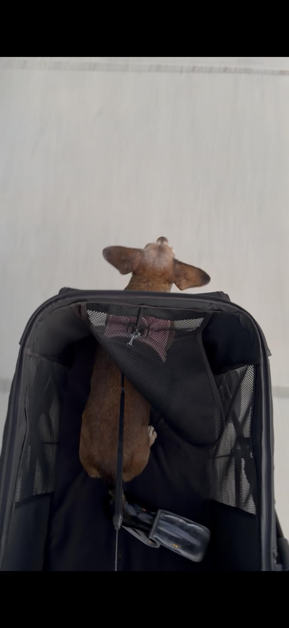 CANINE CANYON Scout Pet Stroller, Heavy Duty Dog Stroller for Large & Medium Dogs, Foldable Pet Stroller for 2 Small Dogs with All-Terrain Wheels, Storage Pocket & Cup Holder, 55 lbs Capacity, Black customer photo 2