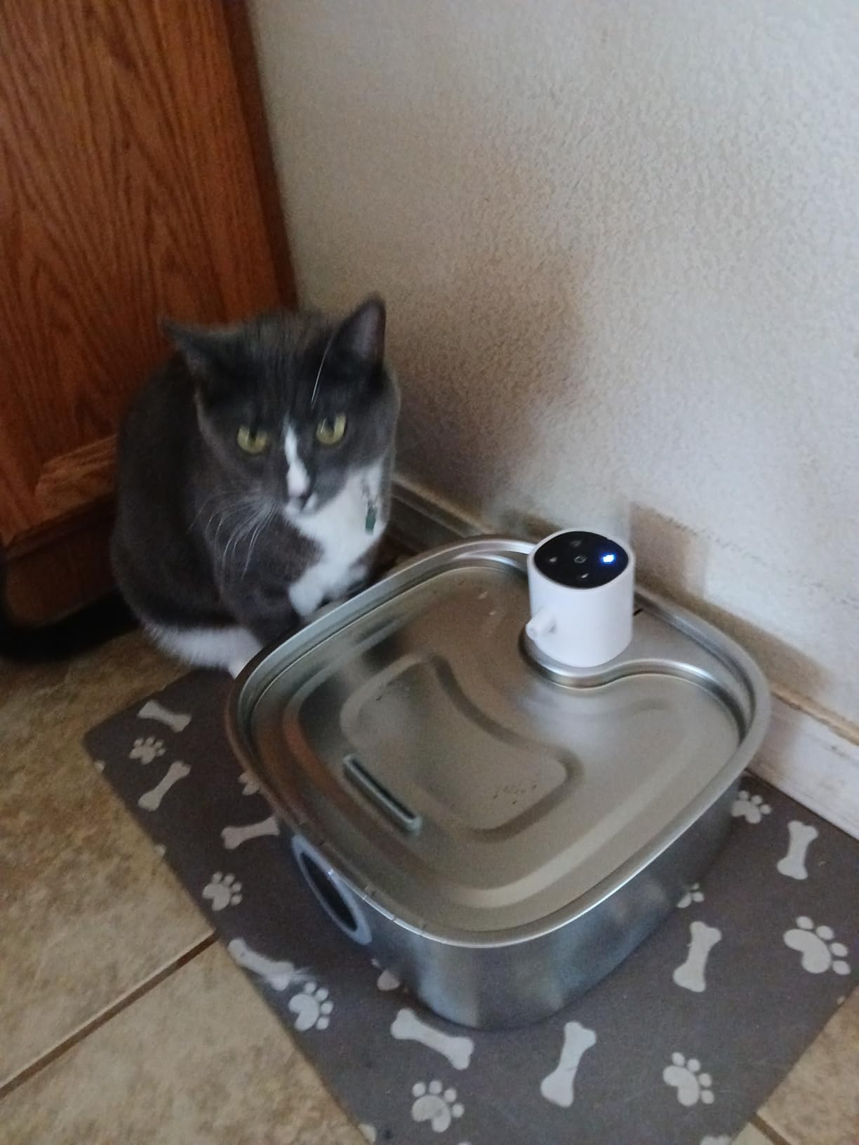 Cordless Wider Tray Dog Water Fountain, 5000mAh Battery Operated Dog Water Bowl Dispenser with 3 Motion Sensor, FEELNEEDY Stainless Steel Pet Water Fountain for Multi-Pets, Easy Setup & Clean, 8L customer photo 1
