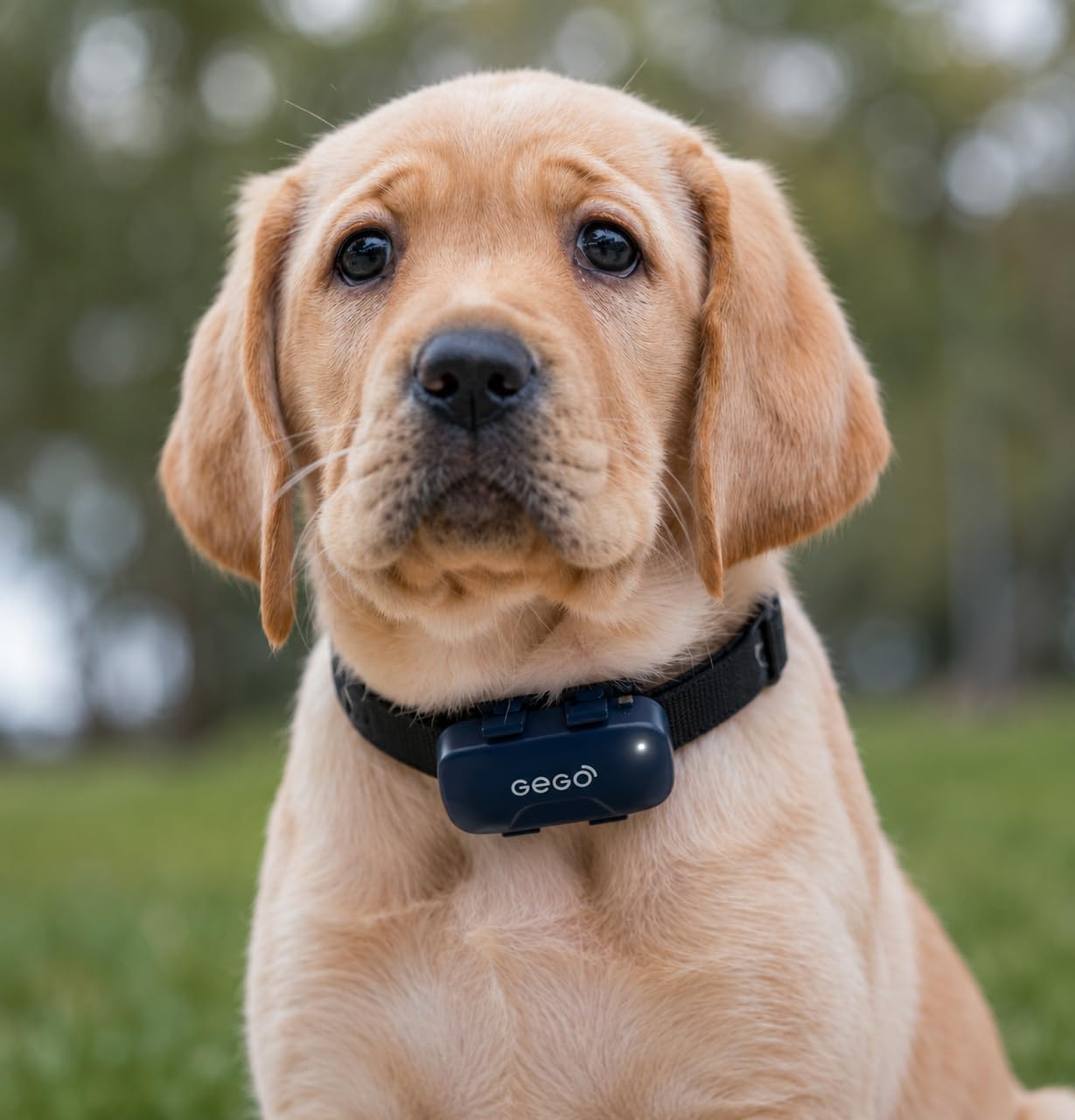 GEGOPet – Real-Time GPS Pet Tracker for Dogs & Cats, Unlimited Range, Safe Zones, Escape Alerts, Location History, Activity & Wellness Insights. Active Subscription Required. customer photo 2