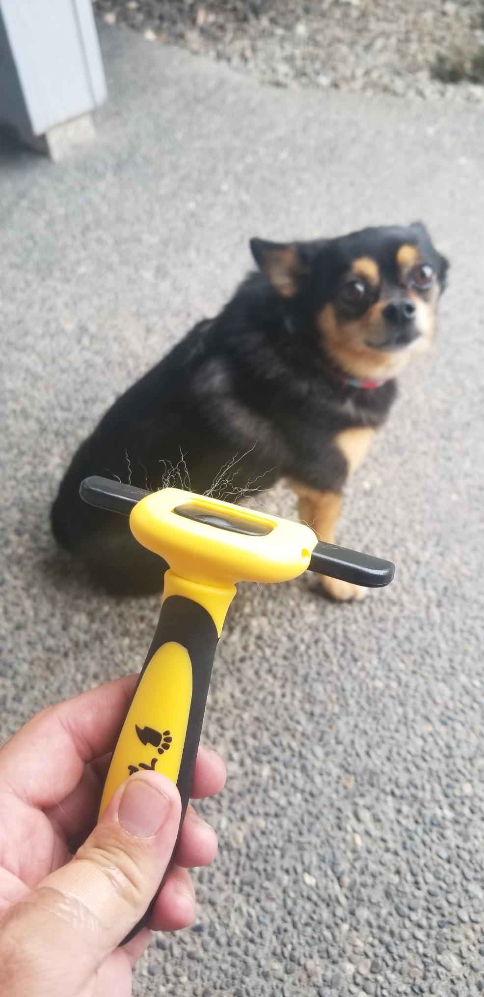 2-in-1 Deshedding Brush and Dematting Rake - Double Coat Undercoat Grooming Tool for Dogs and Cats, Reduces Shedding by Up to 95% (Electric Blue) customer photo 2