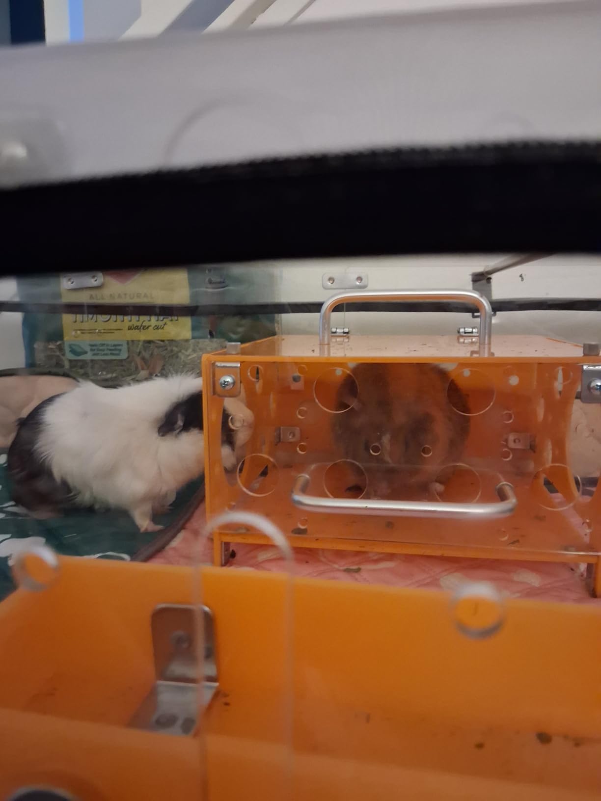 GuineaLoft™ Model-A3Loft 2-Level Acrylic Guinea Pig Cage w/Loft customer photo 2