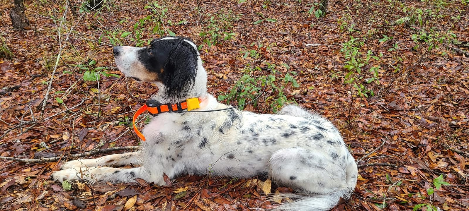 Dogtra PATHFINDER2 MINI Compass Live GPS Dog Tracking & Training System - 4-Mile Range E-Collar Handheld with No Subscription, Offline Maps, GPS Fence, Expandable up to 21 Dogs, for Dogs 25+ lbs customer photo 2