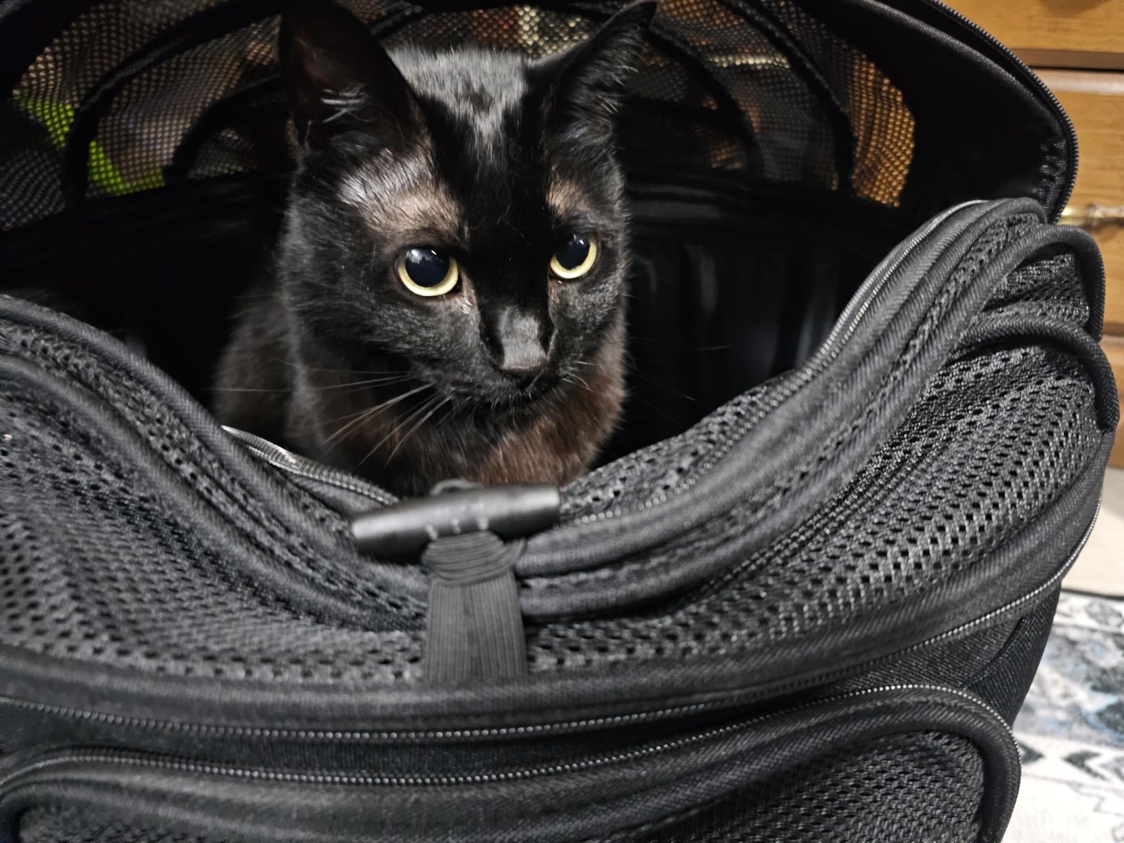Crash-Tested Small Dog Car Seat | CPS Certified Crash Protection customer photo 1