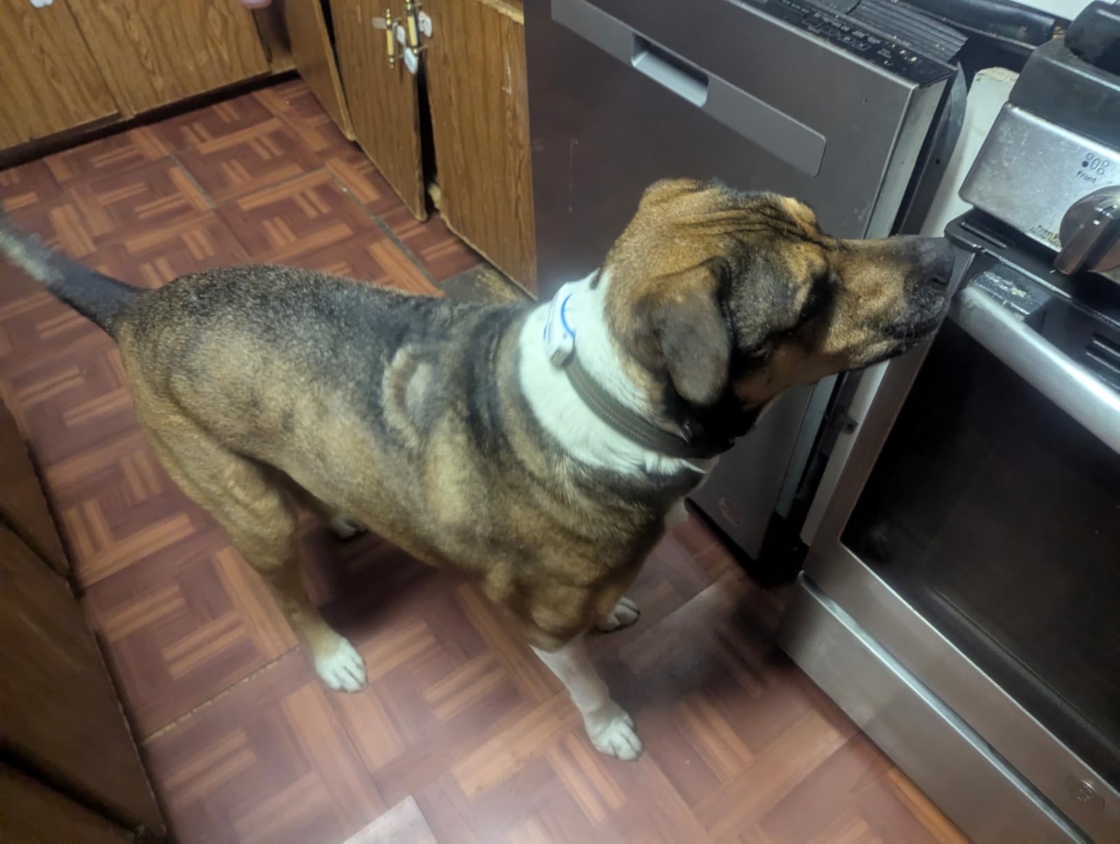 DBDD GPS Dog Tracker with Subscription,Virtual Fence&Health Monitor,IP67,BK customer photo 1